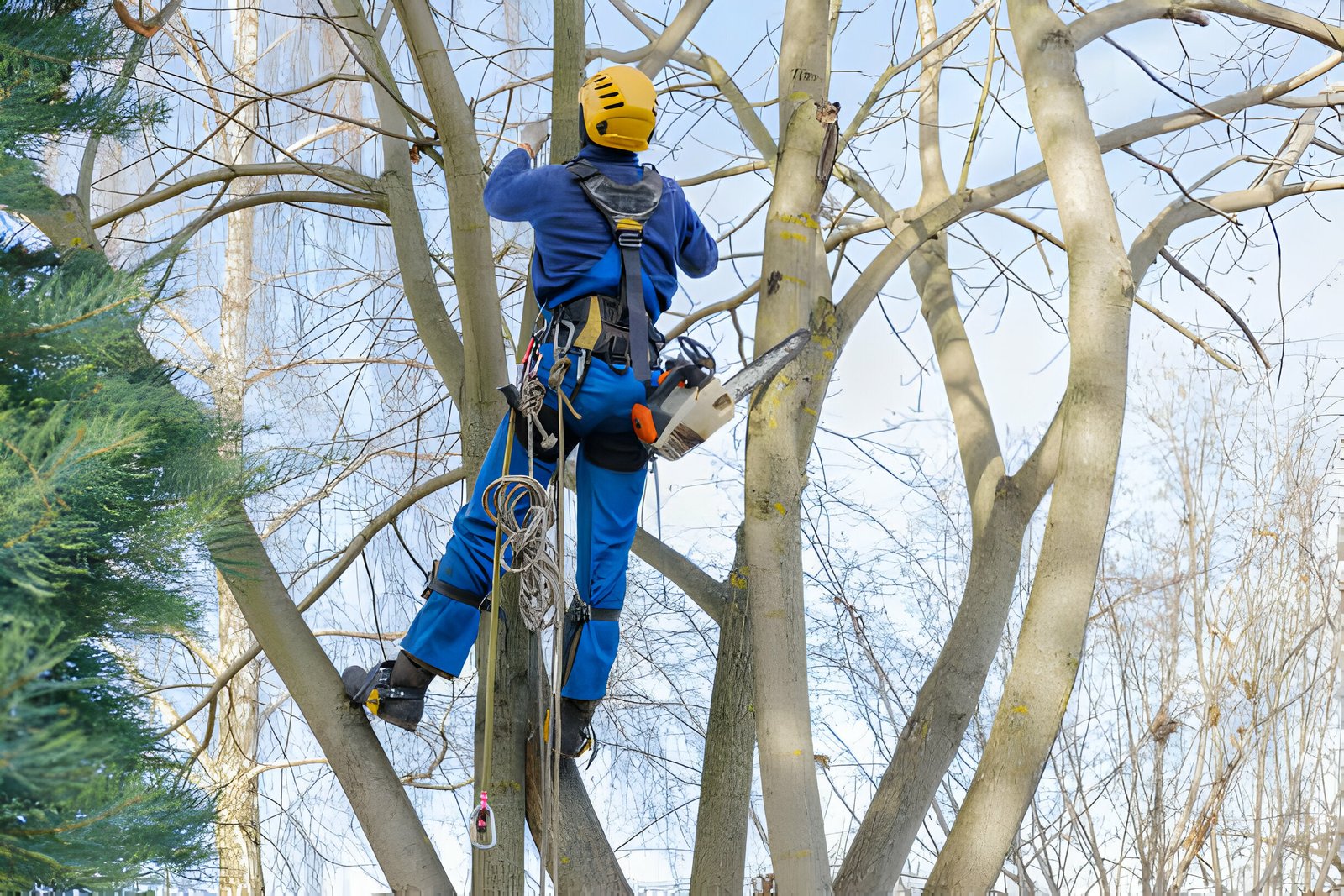 Affordable Tree Cutting Services